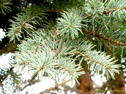 Picea pungens